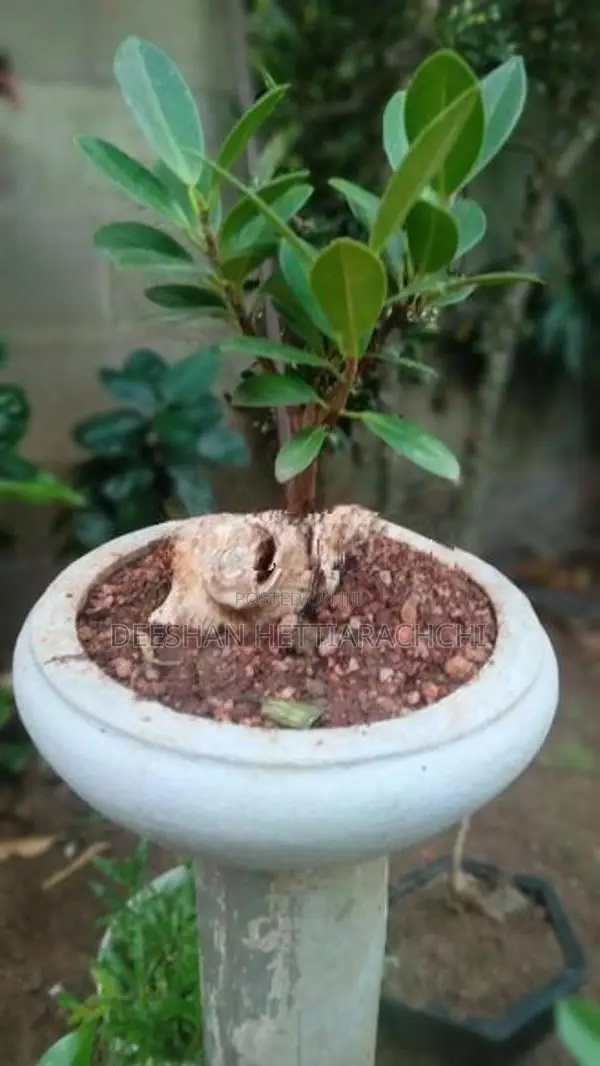 Bonsai Plants