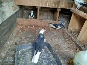 Timing Pigeon