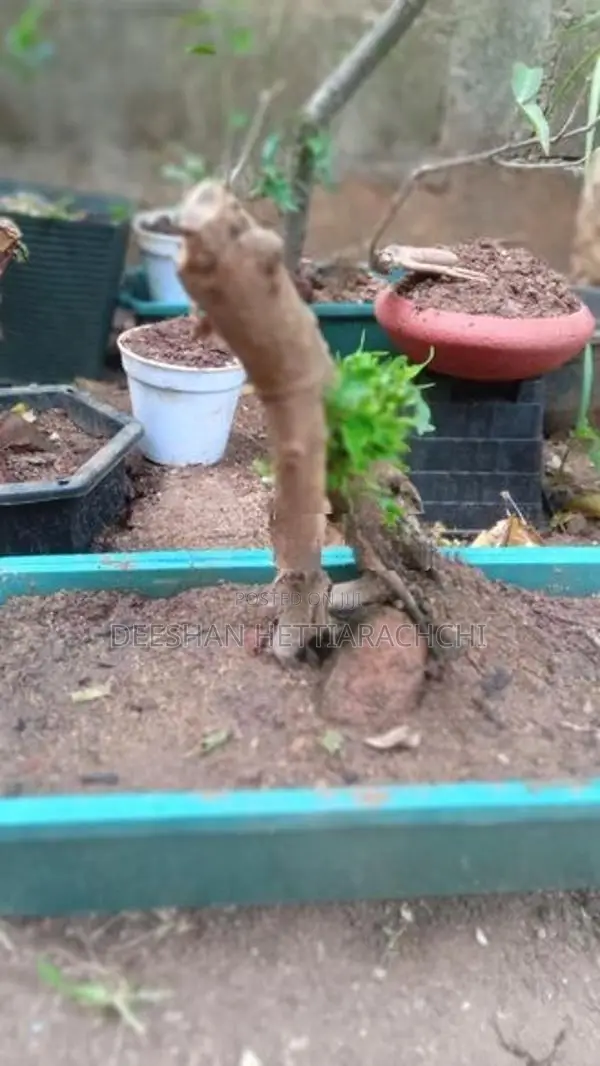 Bonsai Plants