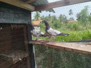 Timing Pigeon