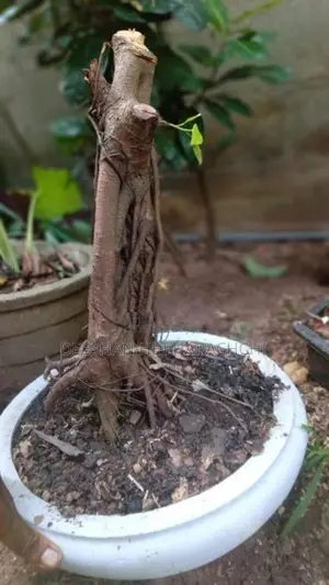 Bonsai Plants