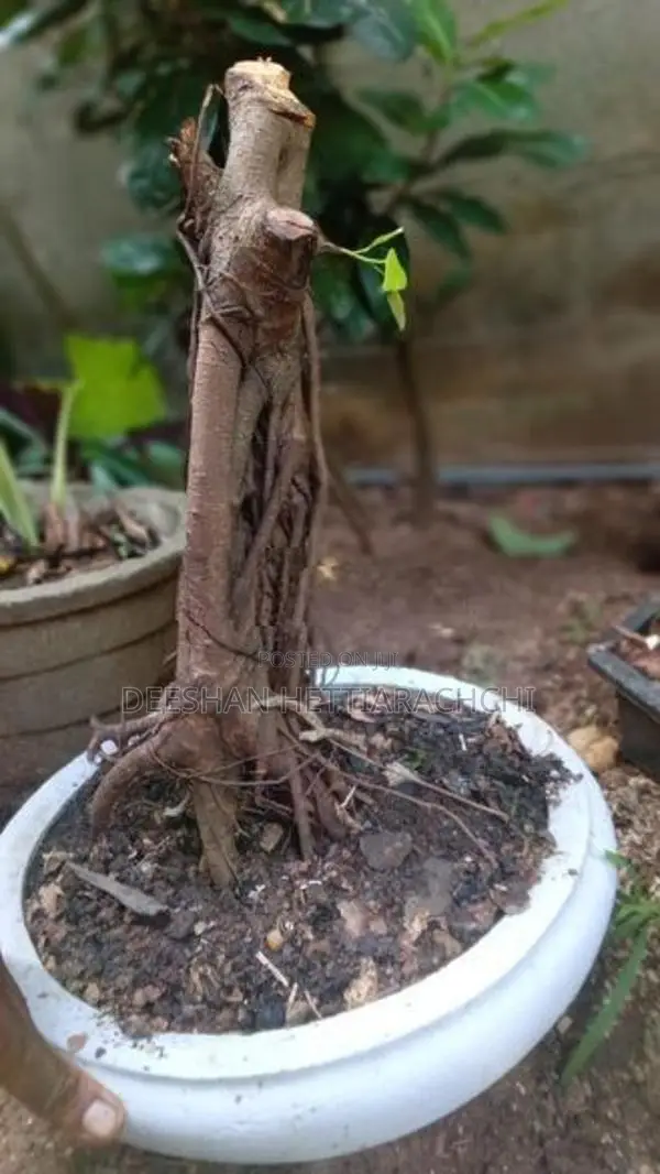 Bonsai Plants
