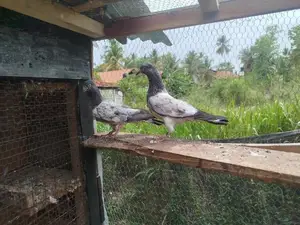 Timing Pigeon
