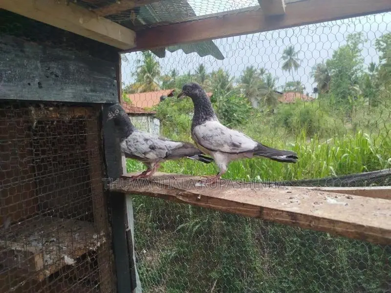Timing Pigeon