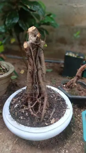 Bonsai Plants