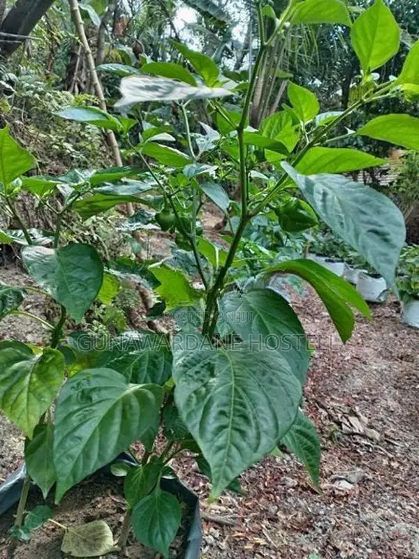 Dark Green Scotch Bonnet (නයි මිරිස් පැල)