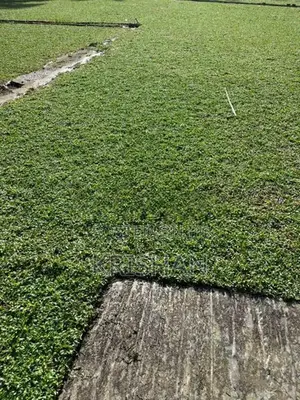 Malaysian Grass