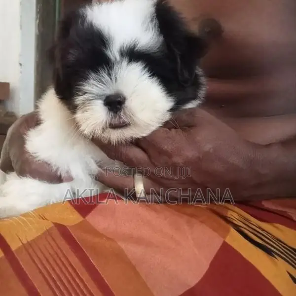 Shih Tzu Dog