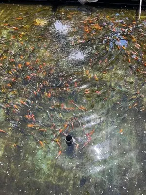 Carp Fish
