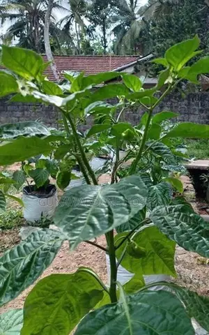 Dark Green Scotch Bonnet (නයි මිරිස් පැල)
