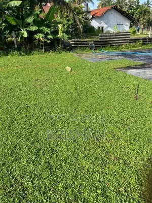 Malaysian Grass