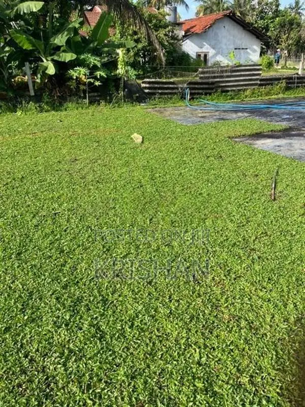 Malaysian Grass