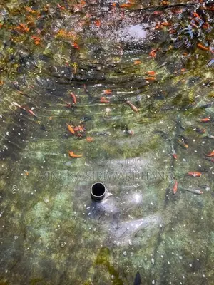 Carp Fish