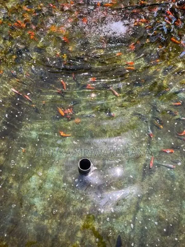 Carp Fish