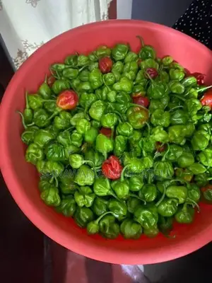 Dark Green Scotch Bonnet (නයි මිරිස් පැල)