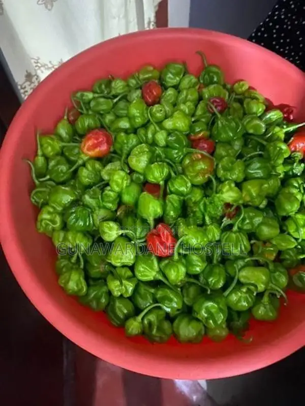 Dark Green Scotch Bonnet (නයි මිරිස් පැල)
