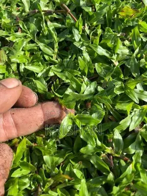 Malaysian Grass