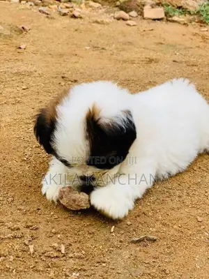 Shih Tzu Dog