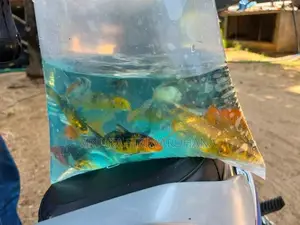 Carp Fish