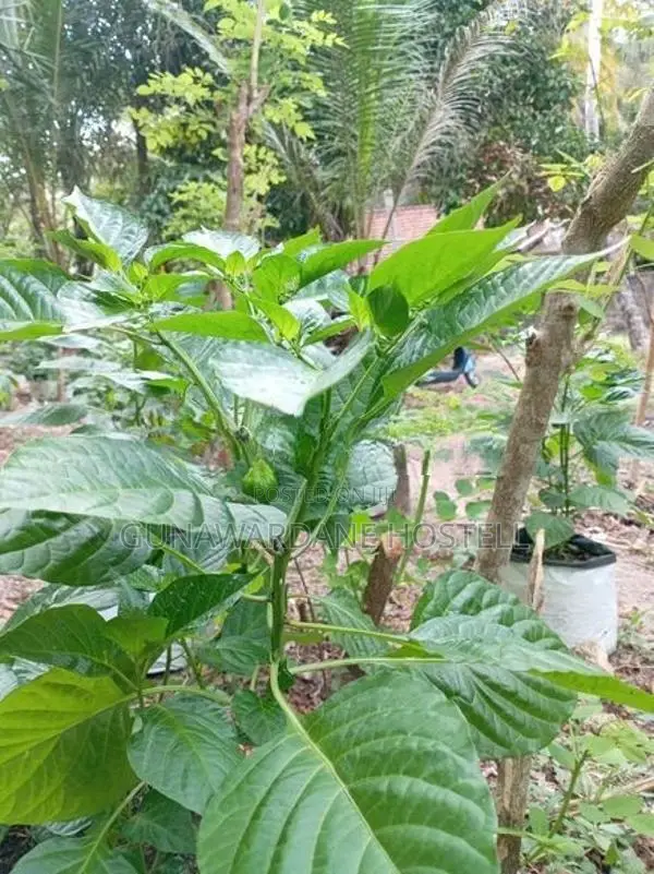 Dark Green Scotch Bonnet (නයි මිරිස් පැල)