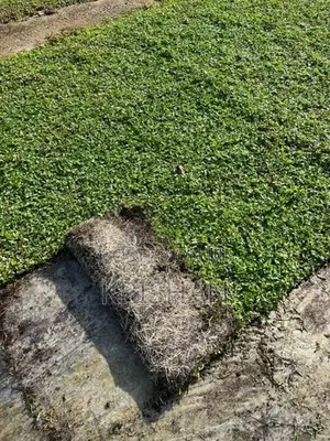 Malaysian Grass