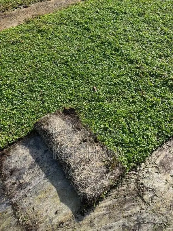 Malaysian Grass