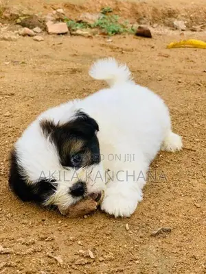 Shih Tzu Dog