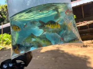 Carp Fish