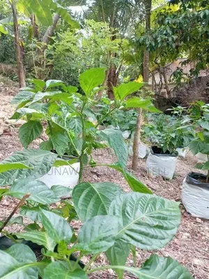 Dark Green Scotch Bonnet (නයි මිරිස් පැල)