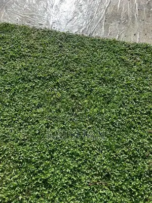 Malaysian Grass