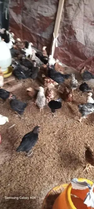 1 மாத கோழி குஞ்சு
