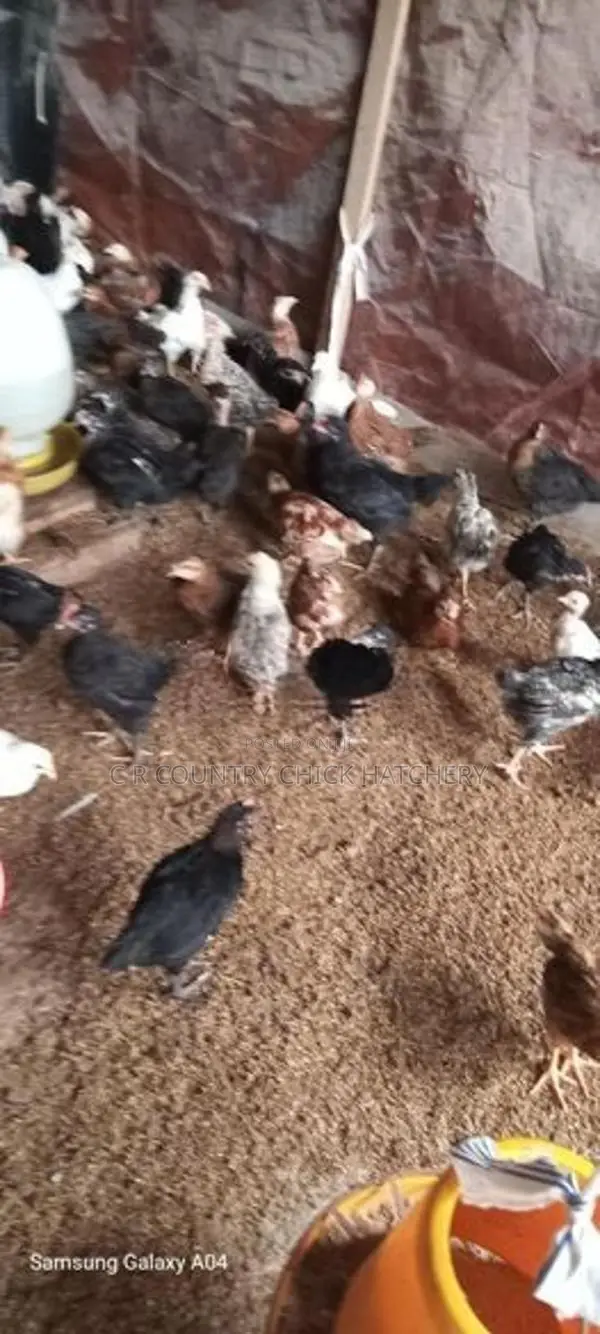 1 மாத கோழி குஞ்சு