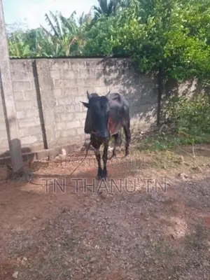 Farm Cow