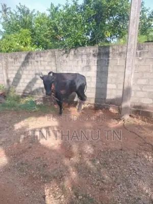 Farm Cow