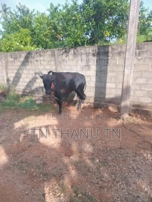 Farm Cow