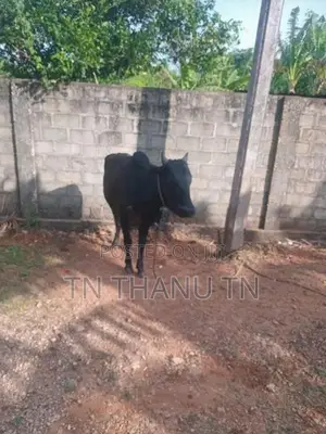 Farm Cow
