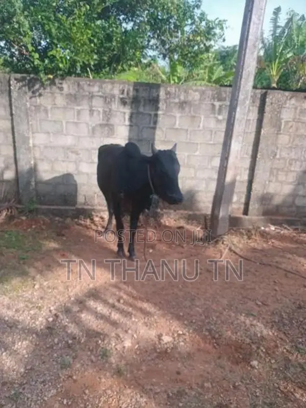 Farm Cow