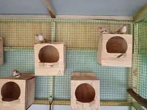 Finches Javas with Cage
