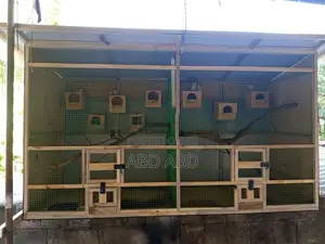 Finches Javas with Cage