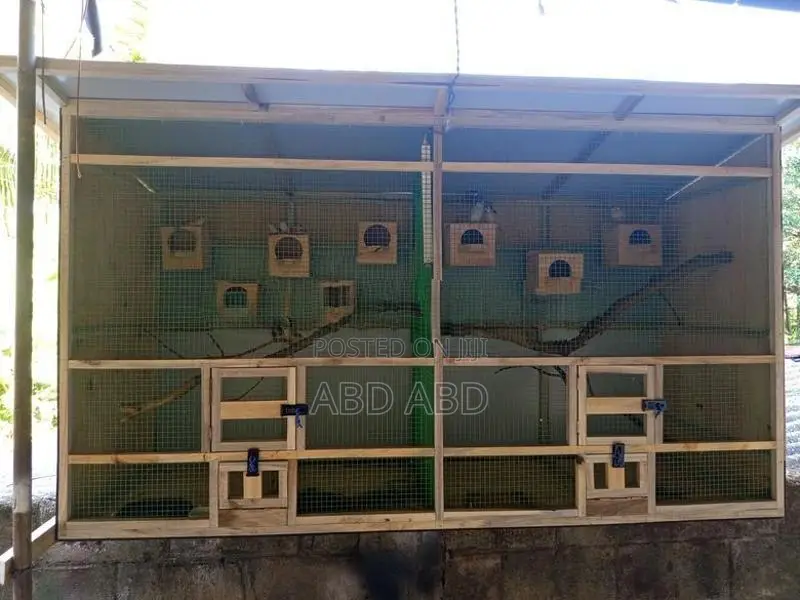 Finches Javas with Cage