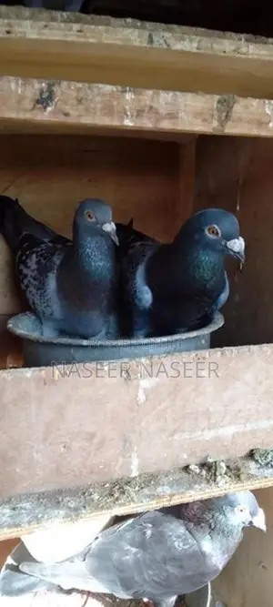 Pigeon