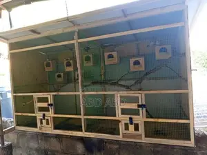 Finches Javas with Cage