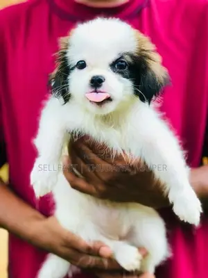 Shih Tzu Prapso Puppies