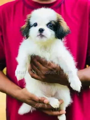 Shih Tzu Prapso Puppies