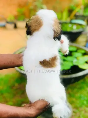 Shih Tzu Prapso Puppies