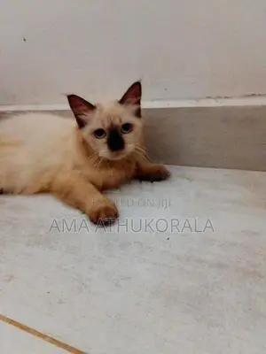Himalayan Persian Kitten
