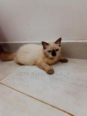 Himalayan Persian Kitten