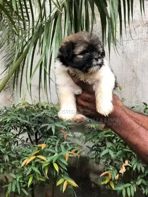 Shih Tzu Puppies