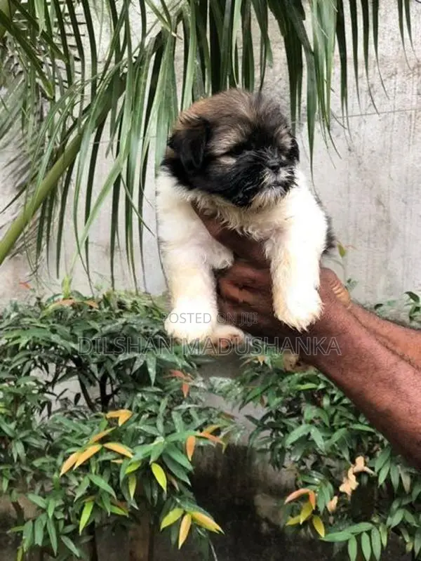 Shih Tzu Puppies