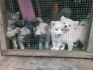 Lion Pomeranian Puppies